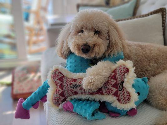 A very Healthy and Happy Snickerdoodle!