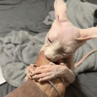 Halo Veterinary Hospital