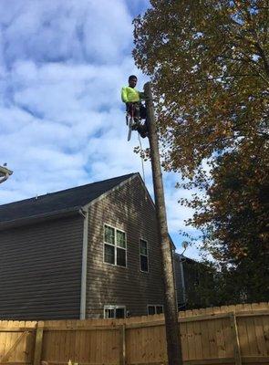 De Leon Tree Service