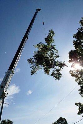 Ideal Tree Service