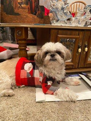 Mine and my brothers cute dogs, Oakley and Sadie!