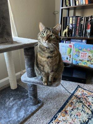 Pleasantburg Veterinary Clinic