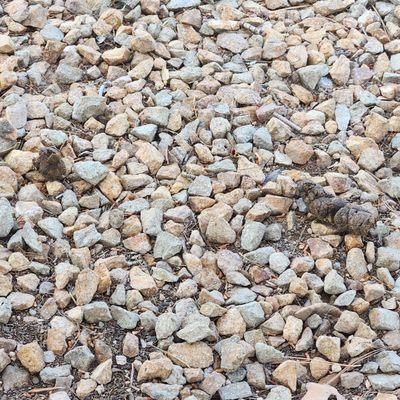 23 Twelve by Greystar