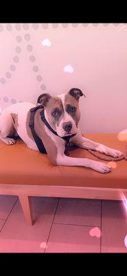 My dog is missing last seen 78 frontage Rd Newark nj  I went shelters she not there someone has my mama 9085970832