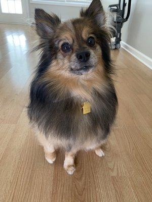 Barks and Bubbles Grooming