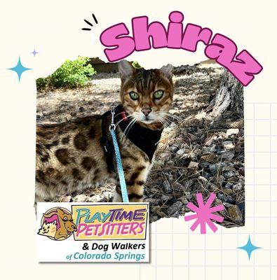 PlayTime Pet Sitters & Dog Walkers