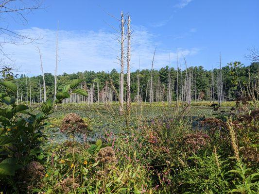 Assabet River National Wildlife Refuge photo