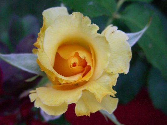 Hello Yellow Rose