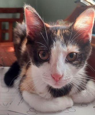 Have A Heart Pet Shelter