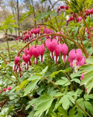 Goldenberg's Estate Management