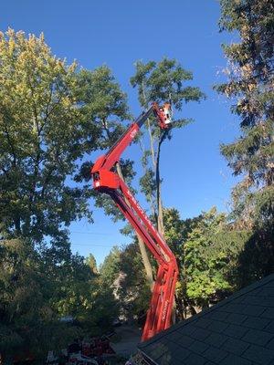 Epic Tree Trimming & Removal Co