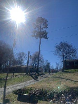 Junior's Tree Service