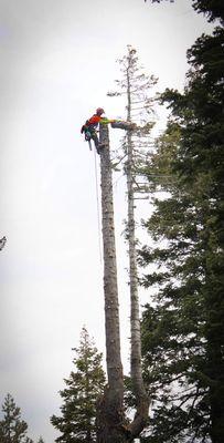Wild Yeti Tree Service