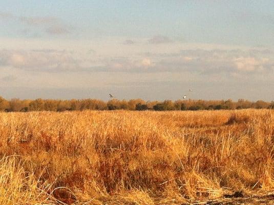 Great Valley Grasslands State Park