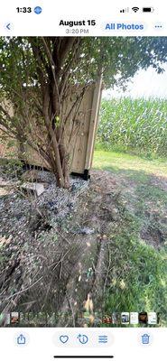 The bush my wife and son planted before he passed away. I never said to take it out.