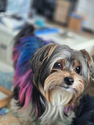 Gemma had a little color added!