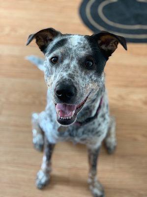 Annapolis Dog Walkers