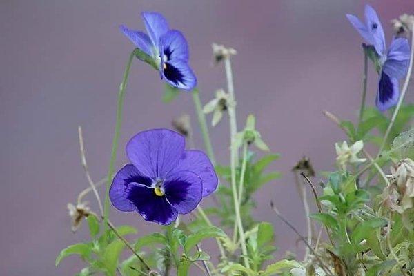 Jackie NeJaime - Compass