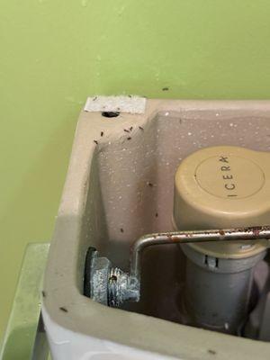 ants in the toilet!