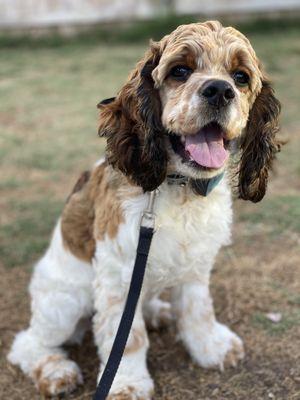 Happy Hounds Dog Training