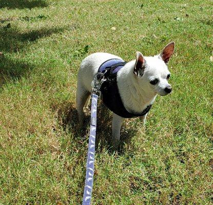 Throw Me A Bone Pet Sitting & Dog Walking