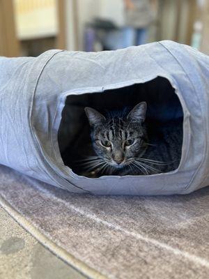 Purrrlandia Cat Lounge & Cafe