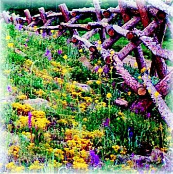 Special Meadow