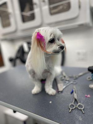 Santa Monica Mobile Grooming