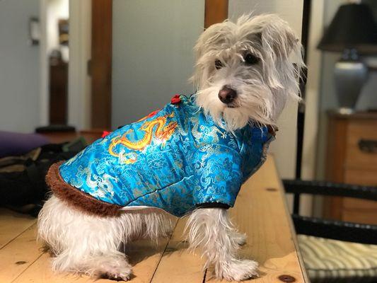 Brooke's Pet Sitting & Dog Walking