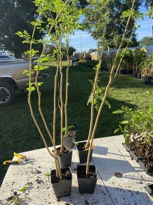 Moringa " Tree of Life" Starter Plants