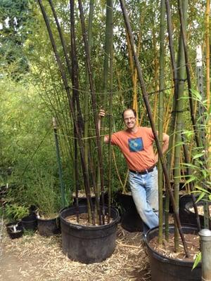 Some of our large Black bamboo, new culms are Green.