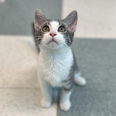 Siskiyou Humane Society Animal Shelter