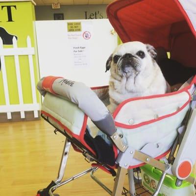 Save Me From the Dog House, Dog Training