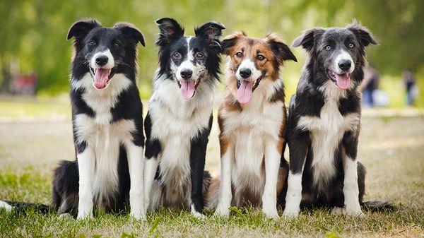 Minnesota Veterinary Associates