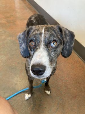 5 Points Animal Hospital