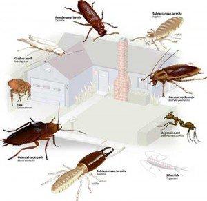Grace Pest Solutions