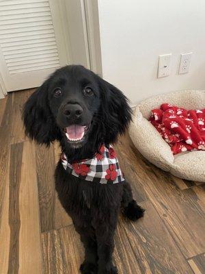 Alli girl after her bath