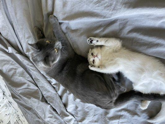 Scottish Fold Kittens
