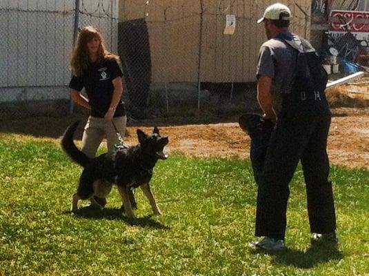 K9 Training Solutions