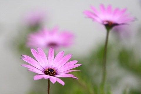 St Paul Catholic Church