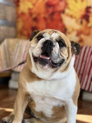 Pup after her appointment