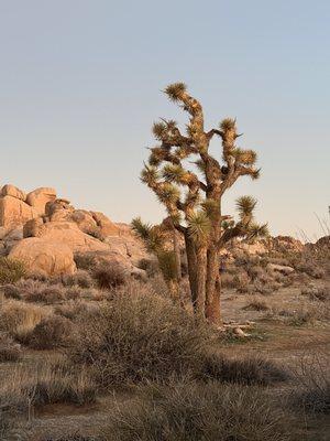 Joshua Tree National Park