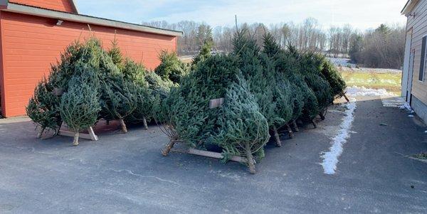 Goode Trees and Wreaths