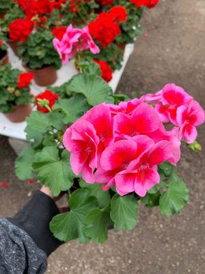 Whiteford Greenhouse