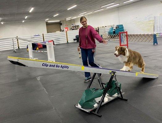 Play Dog Excellent