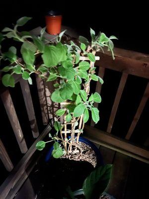 Snow's Garden Center