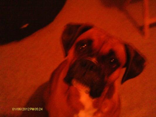 Granny's Animal Camp