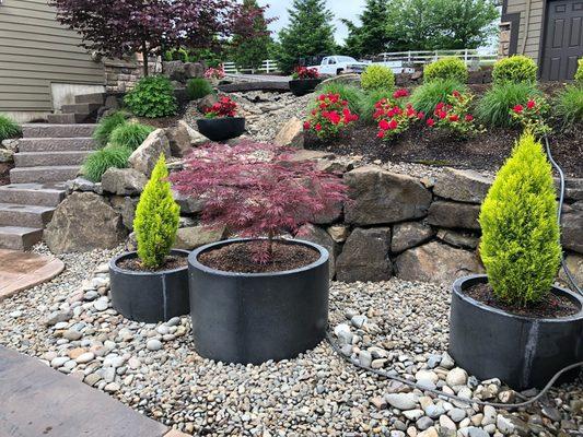 New plants/tress for yard !