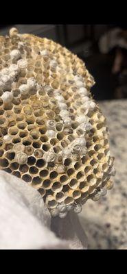 MAYCO Pest & Termite Control