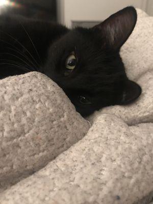 Regional Animal Services of King County